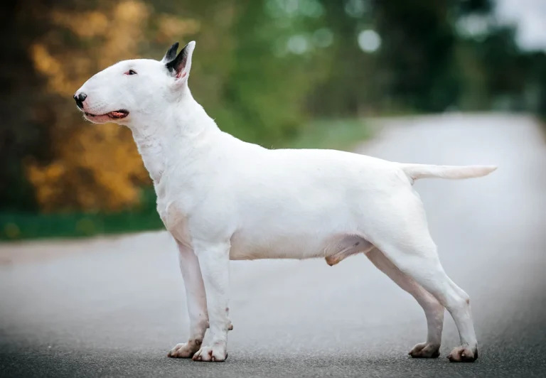 The Ultimate Dog Breed Quiz: Can You Identify Them All?